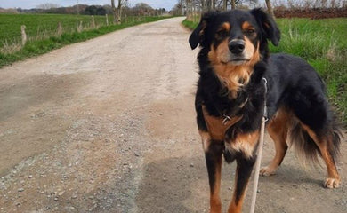Steckbrief Koda