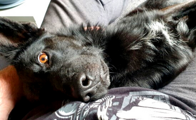 Steckbrief Sammy