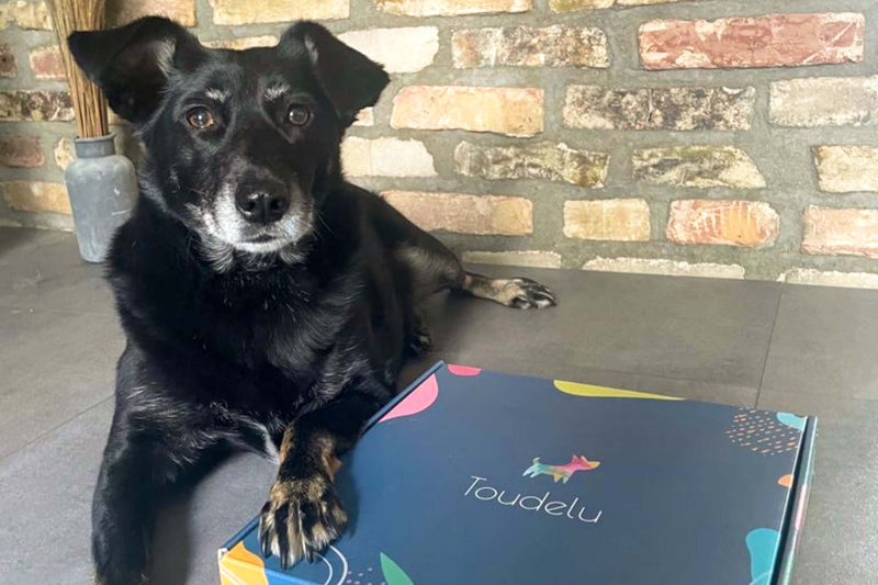 Hund mit Toudelu Set Filou Hundebuzzer und Matte für das Hundetraining