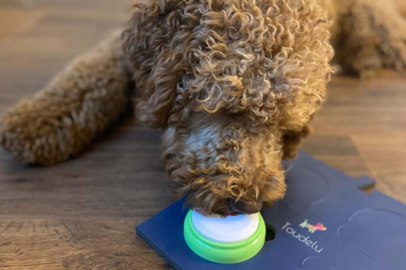 Hund mit Toudelu Set Filou Hundebuzzer und Matte für das Hundetraining