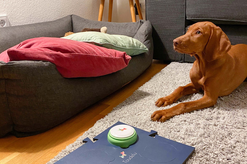 Hund mit Toudelu Set Nala Hundebuzzer und Matte für das Hundetraining