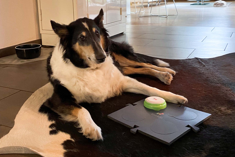 Hund mit Toudelu Set Nala Hundebuzzer und Matte für das Hundetraining
