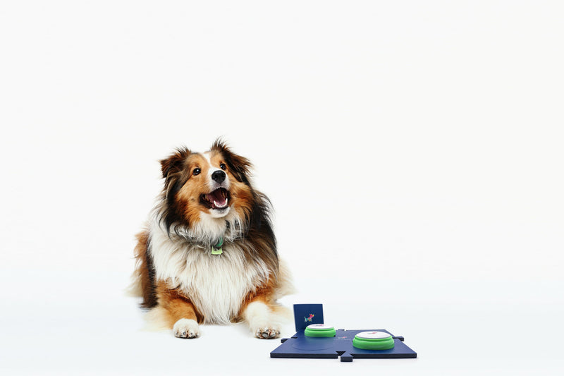Hund mit Toudelu Set Filou Hundebuzzer und Matte für das Hundetraining