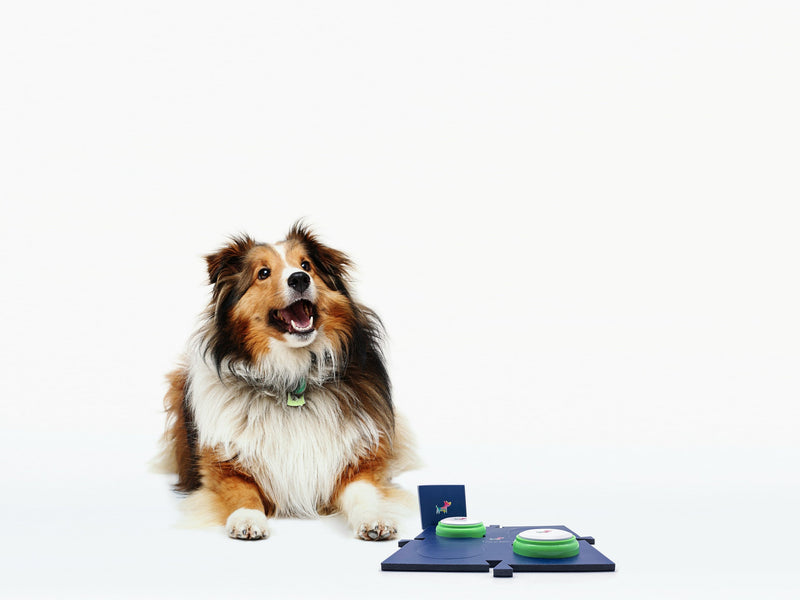 Hund mit Toudelu Set Filou Hundebuzzer und Matte für das Hundetraining
