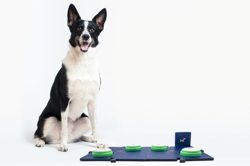 Hund mit Toudelu Set Nala Hundebuzzer und Matte für das Hundetraining