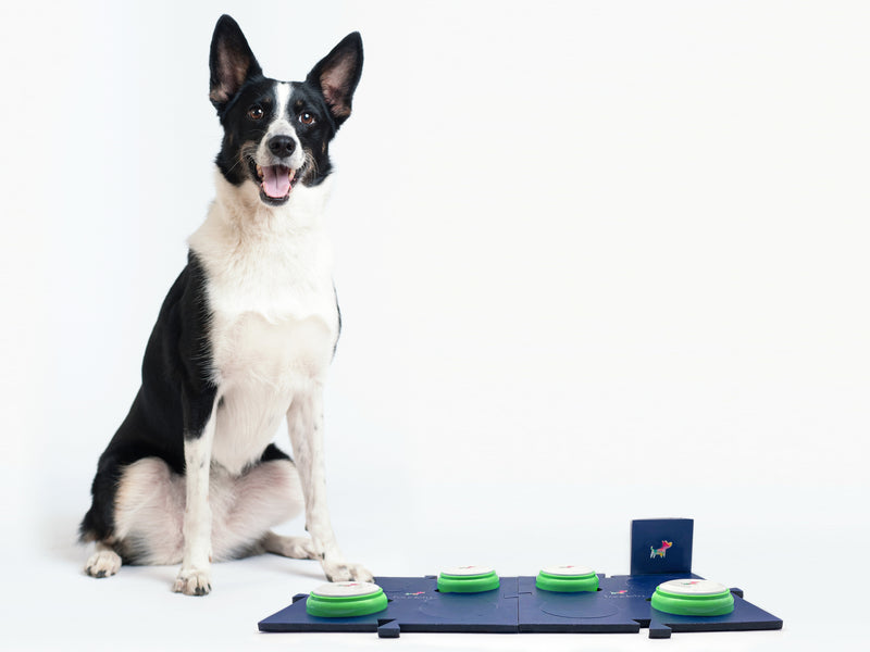 Hund mit Toudelu Set Nala Hundebuzzer und Matte für das Hundetraining